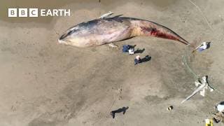 Why Did This Whale Turn up Dead in San Francisco? | BBC Earth