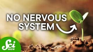 Plants Have Proprioception and That’s Weird