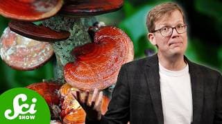 Do Reishi Mushrooms Really Treat Cancer?