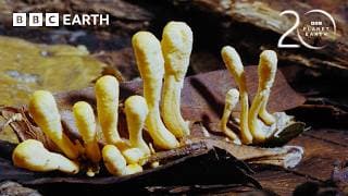 Parasitic Cordyceps Take Over Insect's Body | 20 Years of Planet Earth | BBC Earth