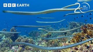Highly Venomous Sea Snakes Hunt in Huge Group | 20 Years of Planet Earth | BBC Earth