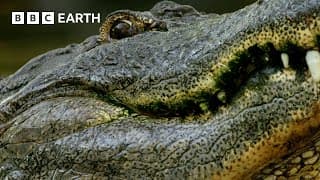 Alligator Courtship | Natural World: Florida - America's Animal Paradise | BBC Earth
