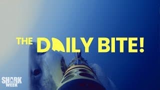 Shark Cam | Countdown to Shark Week: The Daily Bite