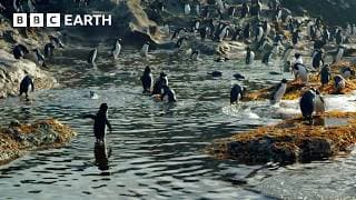 Muddy Penguins Get All Cleaned Up | Penguins: Meet the Family | BBC Earth