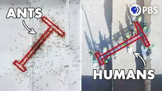 The Intelligence Test Where Ants Beat Humans