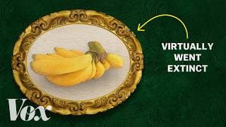 The banana is under threat