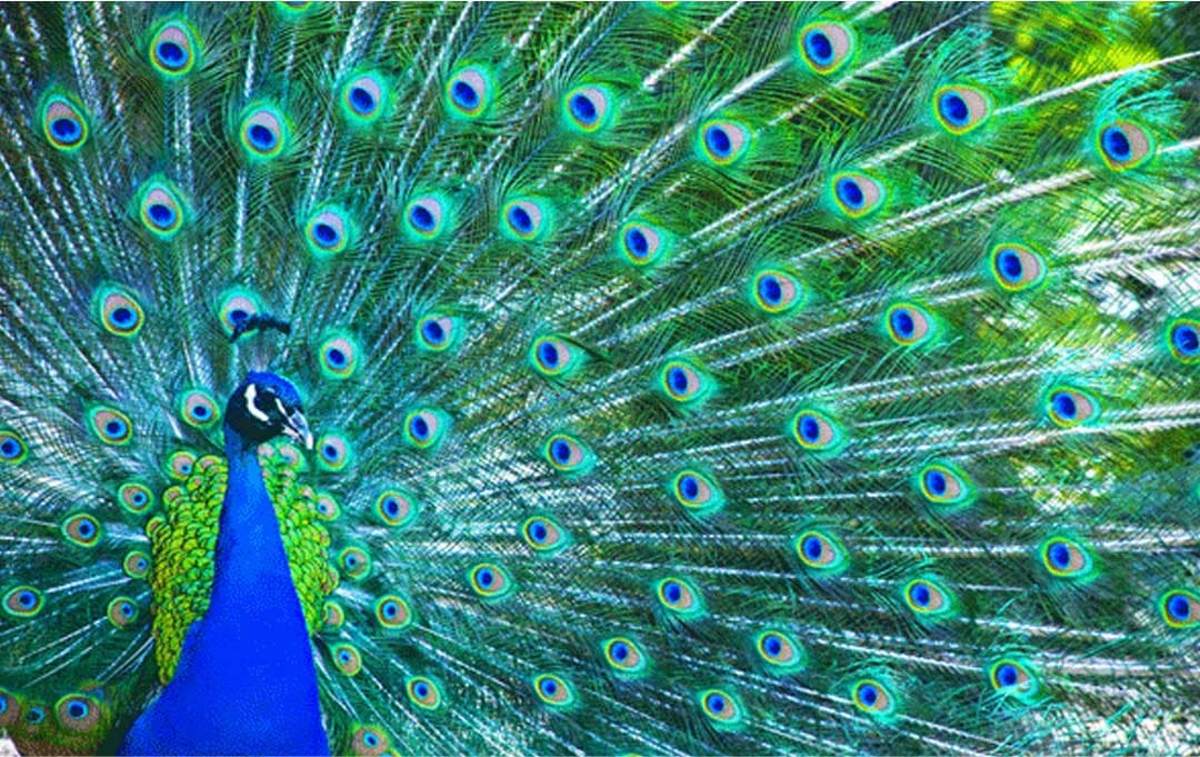 Chú chim Công đầu tiên