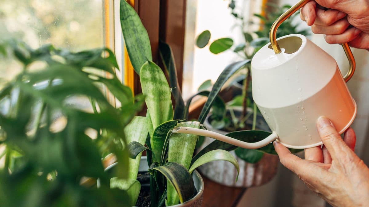 Woman treats plant 'like a baby' for 3 years before mortifying discovery