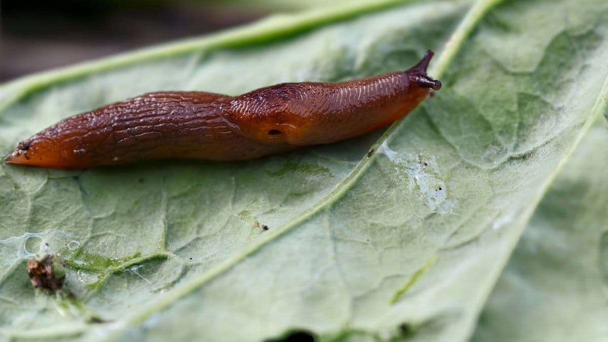 Monty Don shares ways to stop slugs and snails from eating plants without using bad chemicals