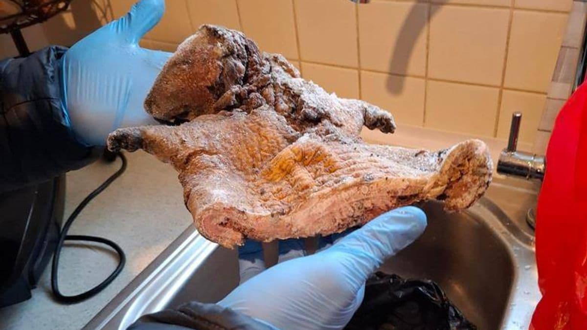 Police Stop Sale of Wild Animal Meat